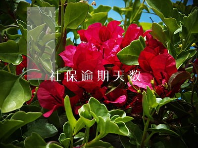 社保逾期天数 社保逾期天数