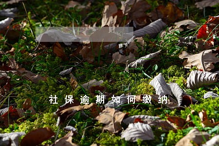 社保逾期如何缴纳 社保逾期如何缴纳