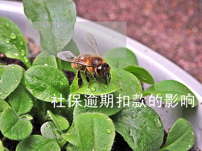 社保逾期扣款的影响 社保逾期扣款的影响