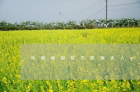 社保逾期是否影响法人U顿