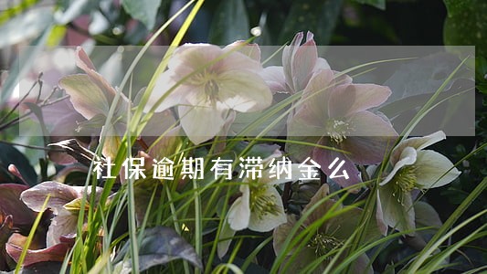 社保逾期有滞纳金么 社保逾期有滞纳金么