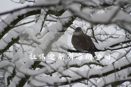 社保逾期有滞纳金吗 社保逾期有滞纳金吗