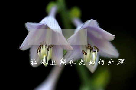 社保逾期未交如何处理 社保逾期未交如何处理