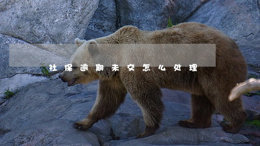社保逾期未交怎么处理 社保逾期未交怎么处理