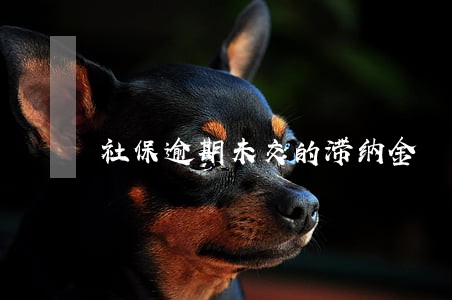 社保逾期未交的滞纳金 社保逾期未交的滞纳金