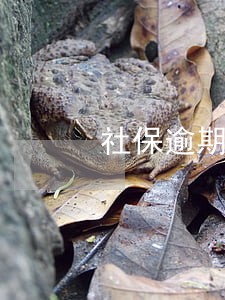 社保逾期未交钱会影响医保吗 社保逾期未交钱会影响医保吗
