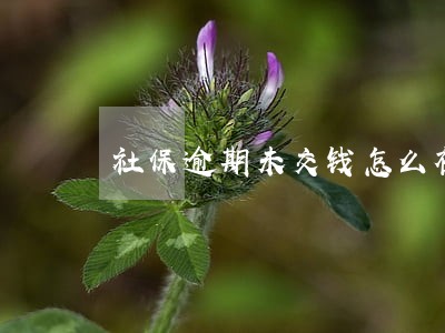 社保逾期未交钱怎么补缴 社保逾期未交钱怎么补缴