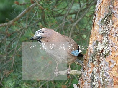 社保逾期未处理怎么办 社保逾期未处理怎么办