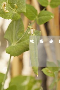 社保逾期未扣款 社保逾期未扣款