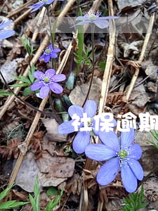社保逾期未申报罚款 社保逾期未申报罚款