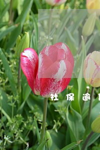 社保逾期未缴款怎么办 社保逾期未缴款怎么办