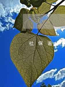 社保逾期未缴纳 社保逾期未缴纳