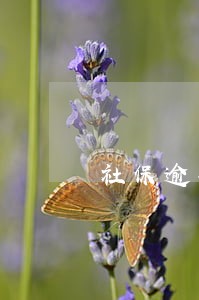 社保逾期核定 社保逾期核定