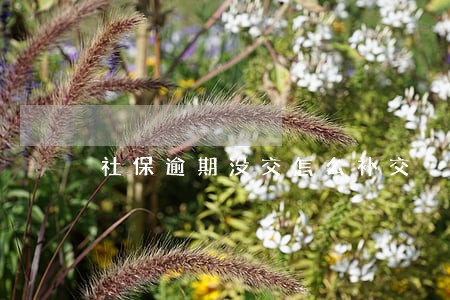 社保逾期没交怎么补交 社保逾期没交怎么补交