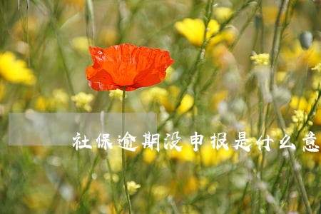 社保逾期没申报是什么意思