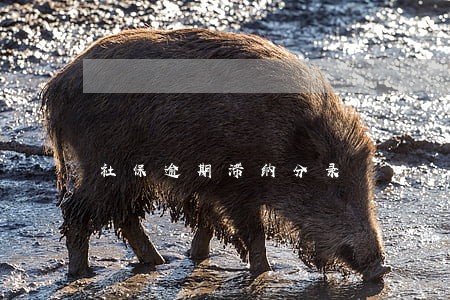 社保逾期滞纳分录 社保逾期滞纳分录