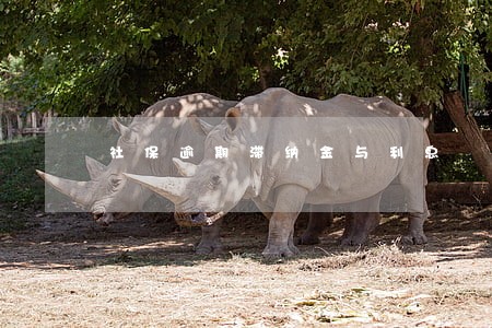 社保逾期滞纳金与利息 社保逾期滞纳金与利息