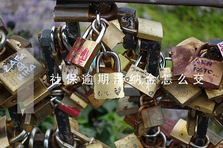 社保逾期滞纳金怎么交 社保逾期滞纳金怎么交