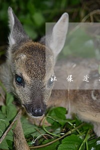 社保逾期滞纳金怎么算 社保逾期滞纳金怎么算
