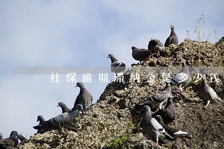 社保逾期滞纳金是多少钱 社保逾期滞纳金是多少钱