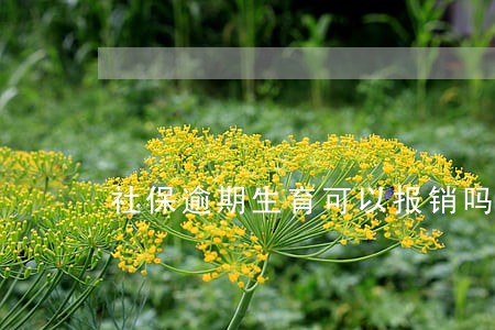社保逾期生育可以报销吗 社保逾期生育可以报销吗