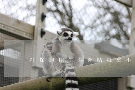 社保逾期生育补贴就拿不到了 社保逾期生育补贴就拿不到了