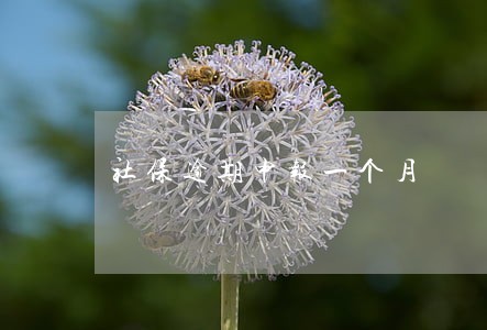 社保逾期申报一个月 社保逾期申报一个月