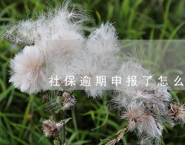 社保逾期申报了怎么办 社保逾期申报了怎么办
