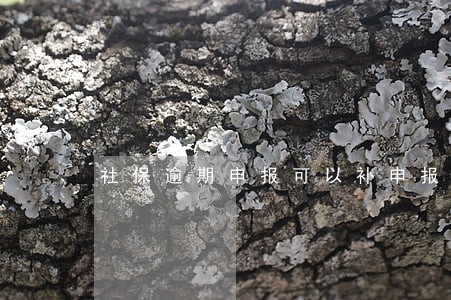 社保逾期申报可以补申报吗 社保逾期申报可以补申报吗