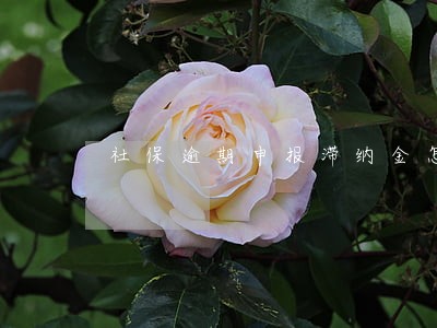 社保逾期申报滞纳金怎么算 社保逾期申报滞纳金怎么算
