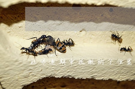 社保逾期申报缴纳了但显示未扣款 社保逾期申报缴纳了但显示未扣款
