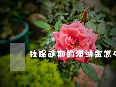 社保逾期的滞纳金怎么算的 社保逾期的滞纳金怎么算的