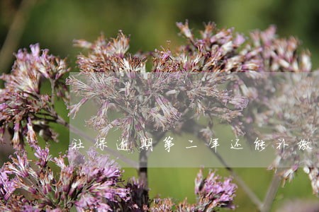 社保逾期第二年还能补缴吗 社保逾期第二年还能补缴吗
