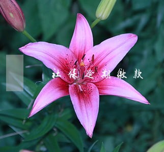 社保逾期缴款 社保逾期缴款