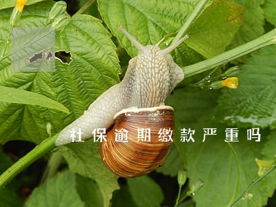 社保逾期缴款严重吗 社保逾期缴款严重吗
