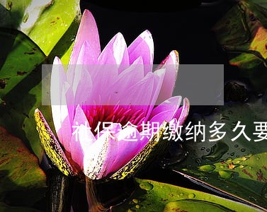 社保逾期缴纳多久要交罚款 社保逾期缴纳多久要交罚款