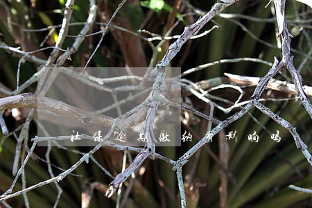 社保逾期缴纳有影响吗 社保逾期缴纳有影响吗
