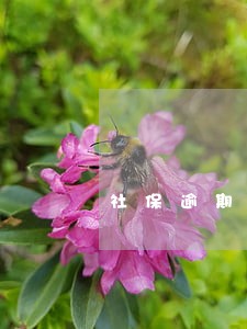 社保逾期缴纳滞纳金属于什么 社保逾期缴纳滞纳金属于什么