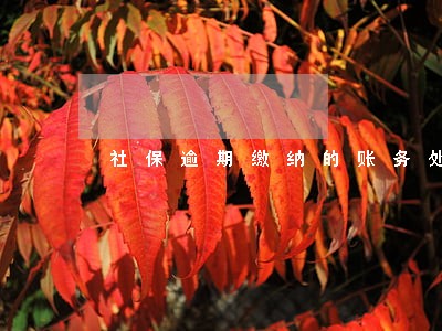 社保逾期缴纳的账务处理