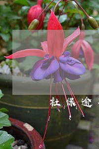 社保逾期缴费会影响生育险 社保逾期缴费会影响生育险
