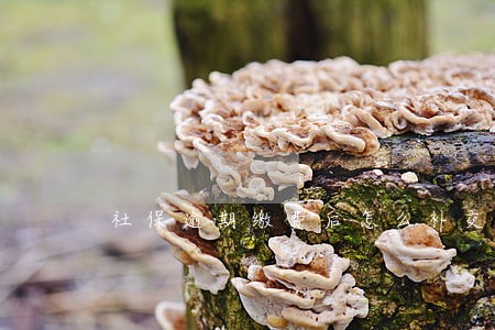 社保逾期缴费后怎么补交 社保逾期缴费后怎么补交