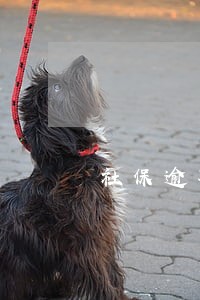社保逾期缴费后次月可以报销吗 社保逾期缴费后次月可以报销吗