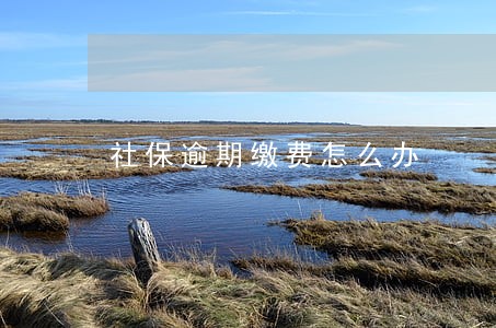 社保逾期缴费怎么办 社保逾期缴费怎么办