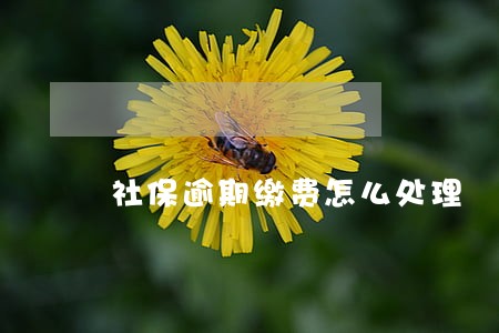 社保逾期缴费怎么处理 社保逾期缴费怎么处理