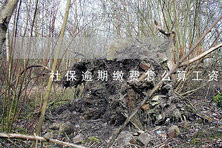 社保逾期缴费怎么算工资 社保逾期缴费怎么算工资