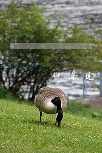 社保逾期缴费有什么问题 社保逾期缴费有什么问题