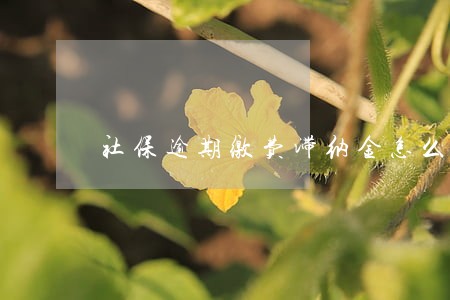 社保逾期缴费滞纳金怎么算 社保逾期缴费滞纳金怎么算