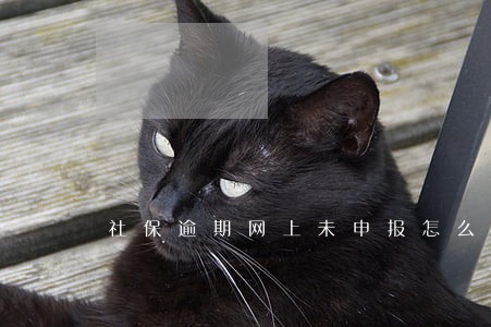 社保逾期网上未申报怎么办 社保逾期网上未申报怎么办
