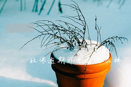 社保逾期补交会怎么样 社保逾期补交会怎么样