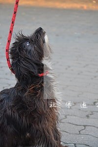 社保逾期补交影响生育津贴吗 社保逾期补交影响生育津贴吗
